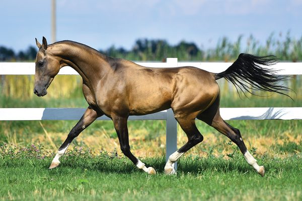 An Akhal-Teke shows off a fancy trot in a field