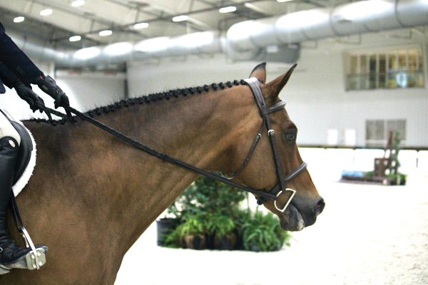 A horse in English tack.