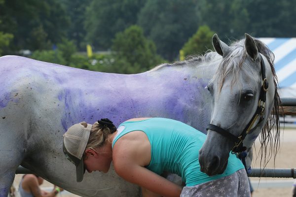 A girl bathes her grey horse. Bathing a horse is an important step when you prepare for your first horse show.