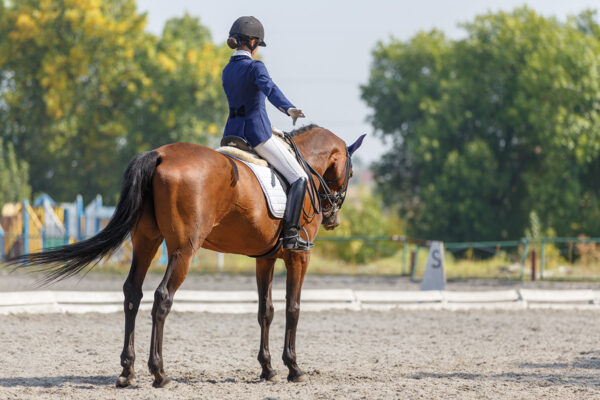 A horse and rider at the halt in the competition ring