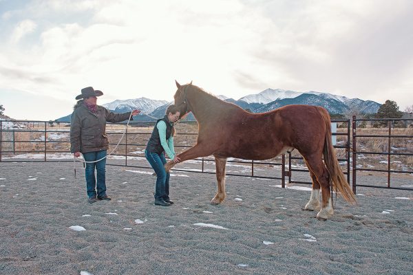 An equine chiropractor assessing and adjusting the equine carpal bones