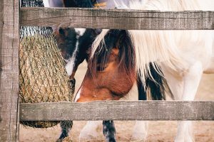 Feeding a Horse That’s an Easy Keeper