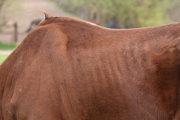 A horse with ribs showing, indicating that he is underweight and perhaps a hard keeper, meaning he will need special feeding.