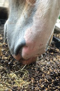 A horse eating grain