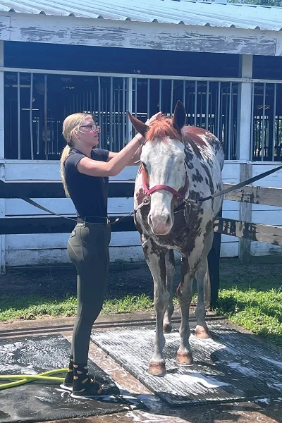 A young equestrian bathing a sorrel overo.