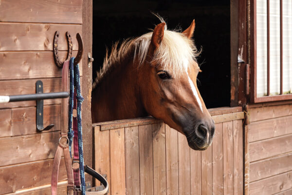 A pony in a stall