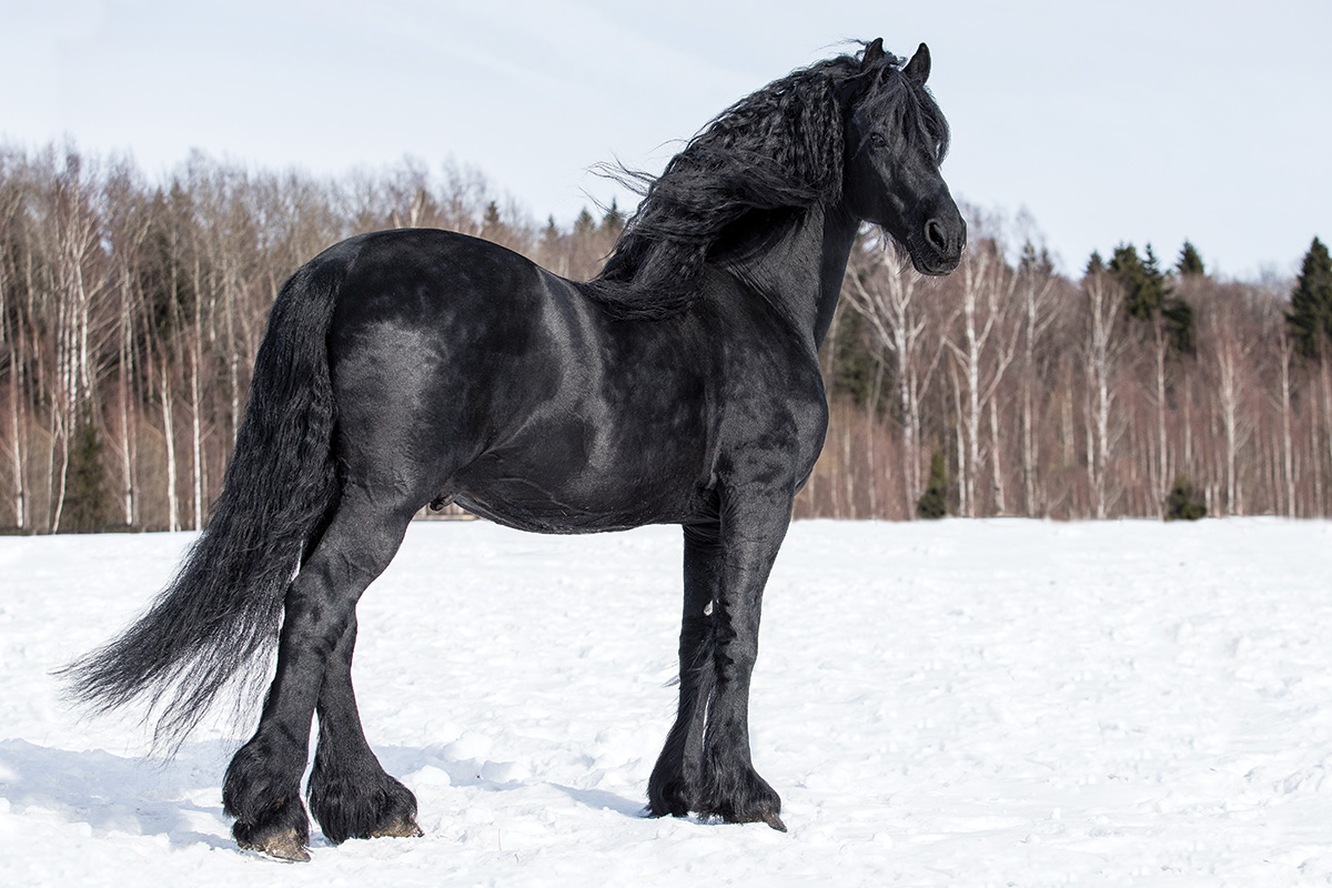 Breed Spotlight The Friesian Young Rider Magazine