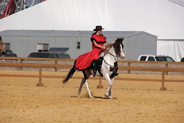 A Paso Fino in a show ring.