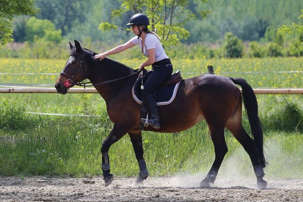 A young rider walking aboard a bay