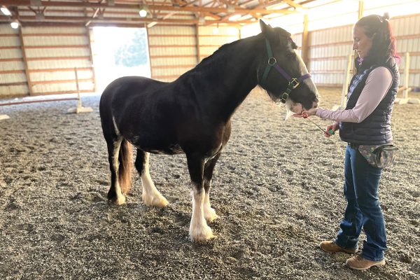 A woman feeds a Clydesdale a treat