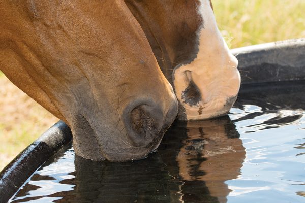 Horses drinking from a water trough. Dehydration is a main cause of impaction colic, so check your horse’s water every day to make sure it’s clean and full.