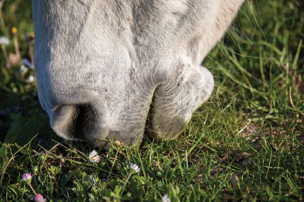 A horse grazing