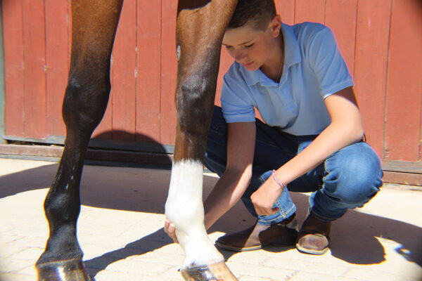 A young boy feels the fetlock of a bay gelding