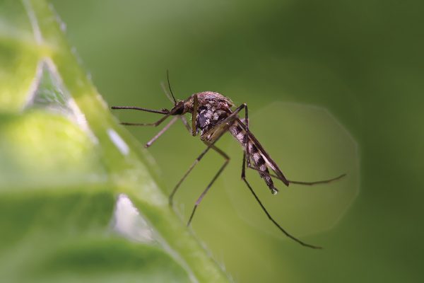 Close-up of a mosquito.