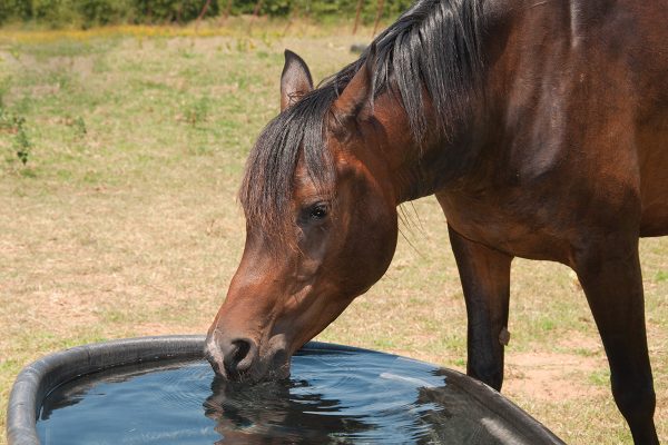 A horse drinking from a water trough to stay safe in the heat.
