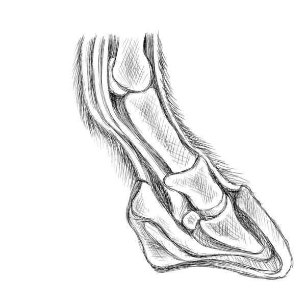 A drawing/diagram of a horse hoof and the bones within it