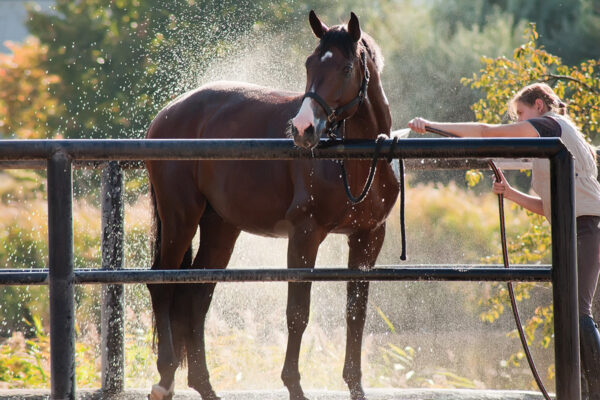 A girl bathing her horse before a horse show