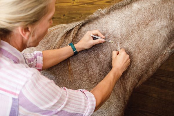 A veterinarian giving a horse vaccines during a spring health checkup