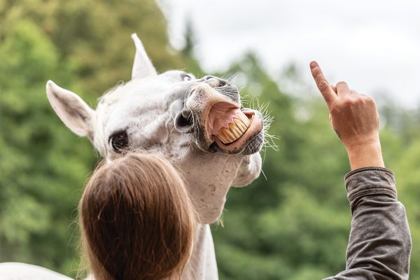 A girl training a horse to perform the trick of smiling.
