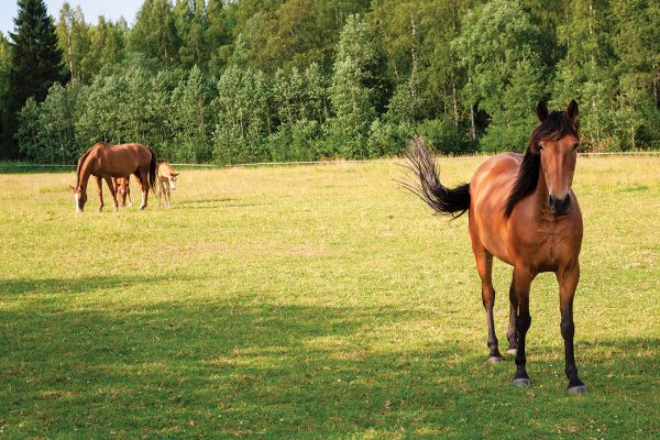 Horses in a field