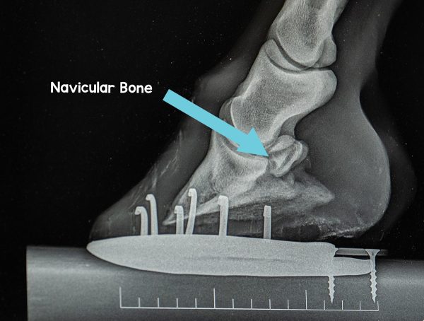 An X-ray of the navicular bone in a horse's hoof.