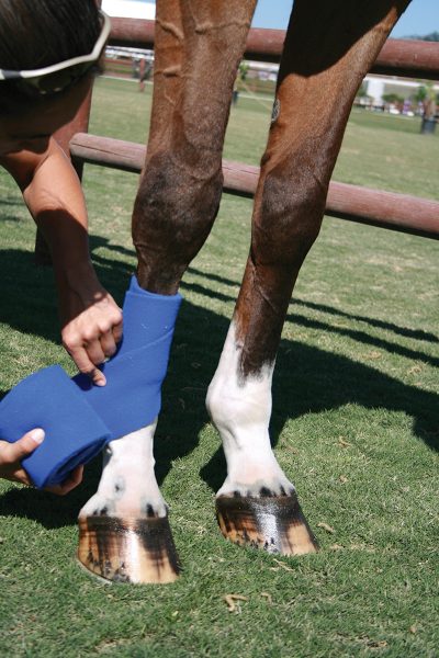 Applying leg protection to a horse before riding