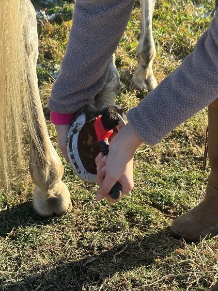 Picking a horse's feet. One of a professional groom's top tips is to look for any trapped debris.