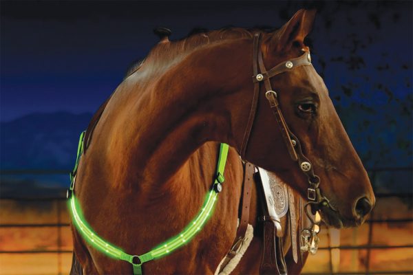A horse wearing a glow-in-the-dark breastplate