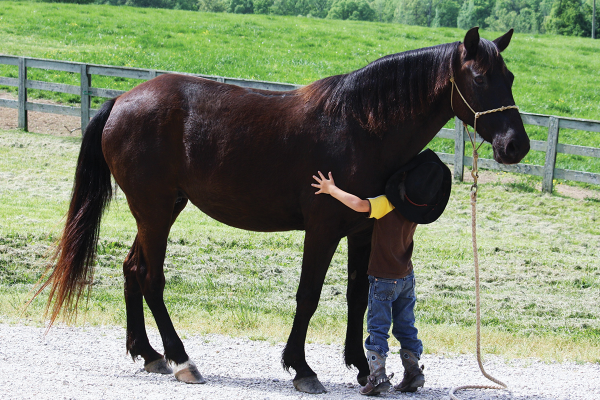 A young boy hugs a Rocky Mountain Horse
