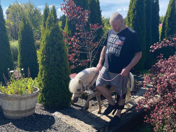 A Mini Horse working as a service animal.
