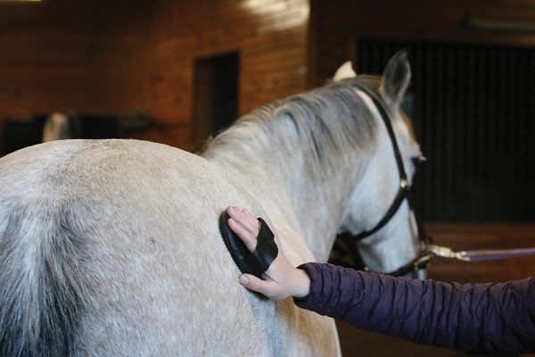 Currying a pony