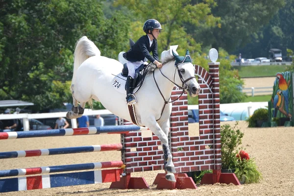 A horse and rider show jumping.