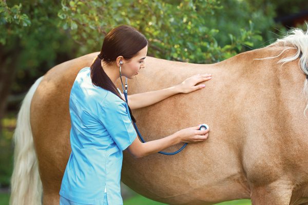 A vet listening to a horse’s heart and lungs during a spring wellness exam