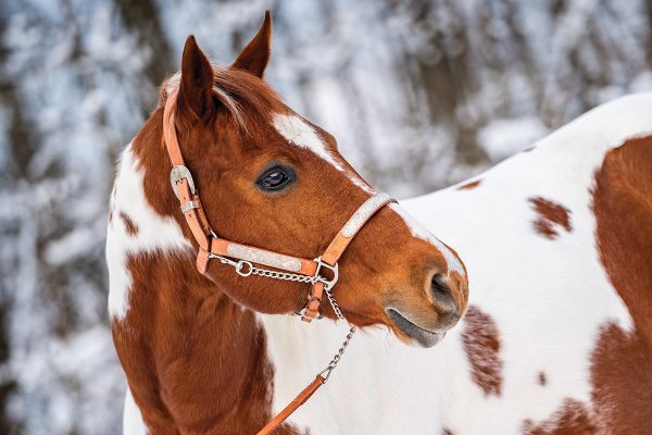 A stud chain being safely used on a horse