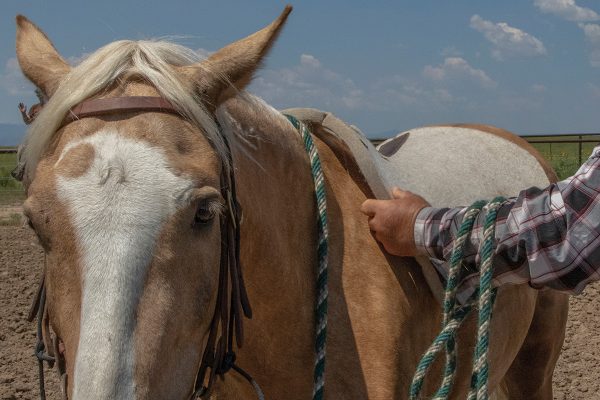 The first step to tacking up with a western saddle: placing the saddle pad.