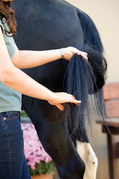 Finger-combing of a horse's tail