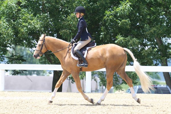 A young rider trotting a palomino pony.