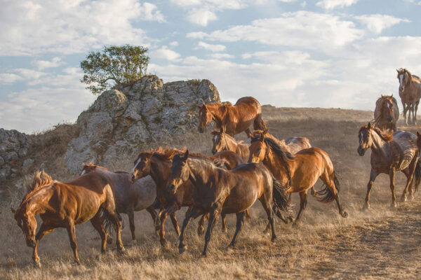 Wild horses at Return to Freedom's San Luis Obispo, Calif. satellite sanctuary