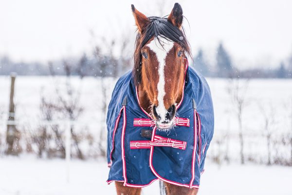 A horse wearing a blanket in the snow. Blanketing can be an important part of winter horse care.