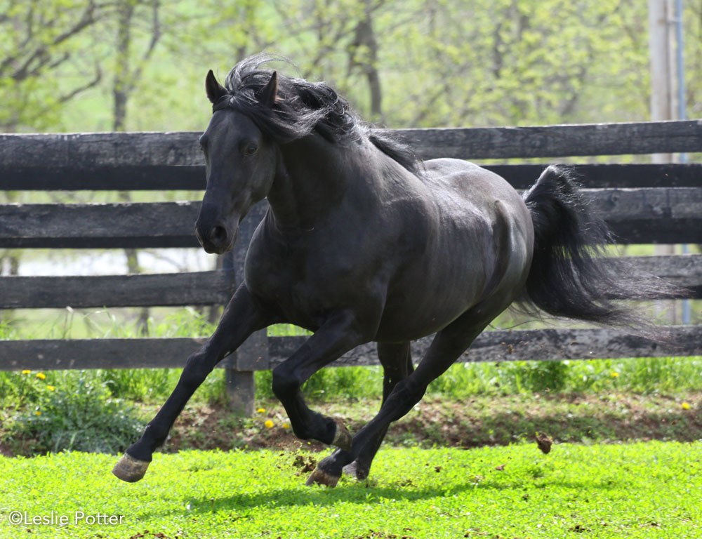 YR Breed Profile: Paso Fino