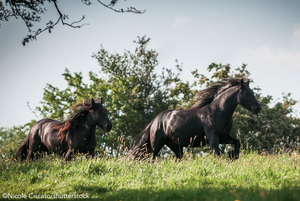 Fell Ponies running