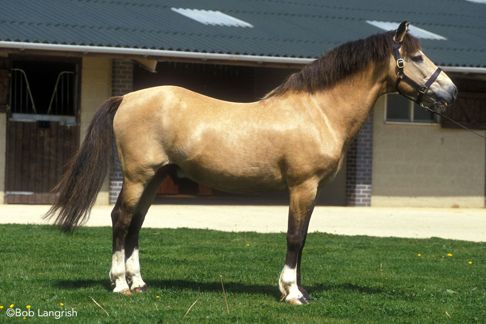 Dun New Forest Pony