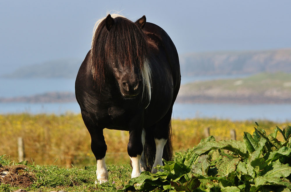 Shetland Pony