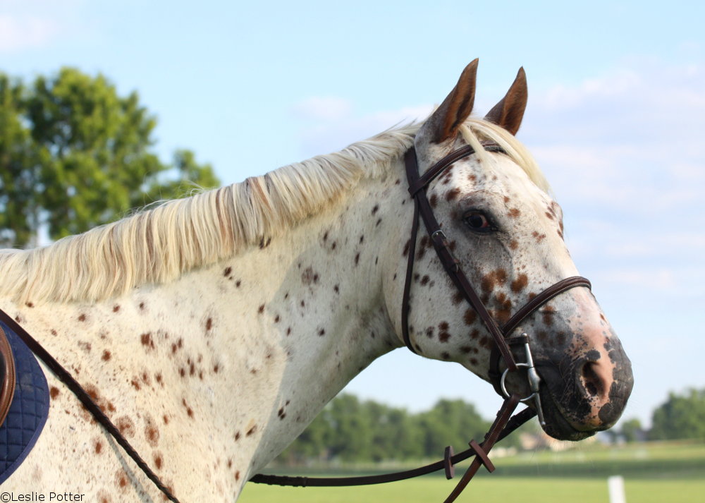 Appaloosa head shot