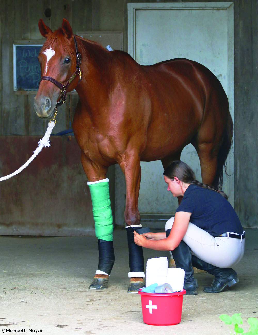 Bandaging a horse's legs
