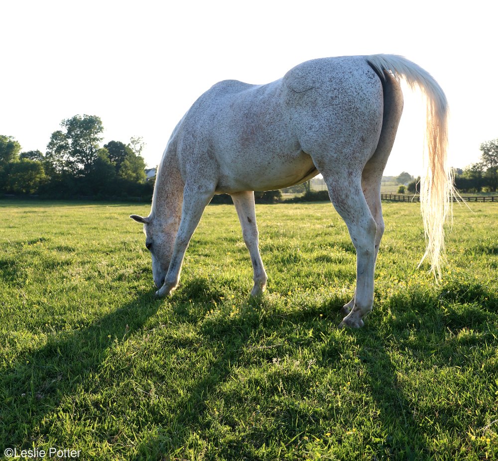 Gray Horse Grazing at Sunset