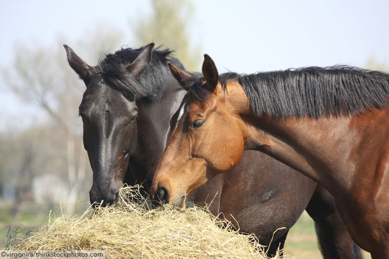 Ask the Vet: How’s the Hay?