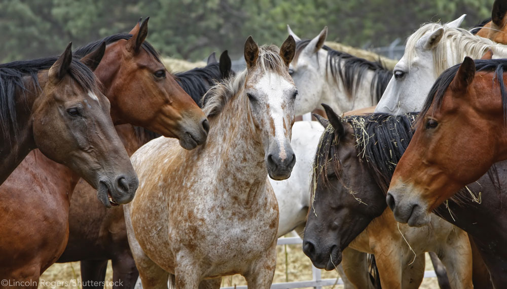 Herd of horses