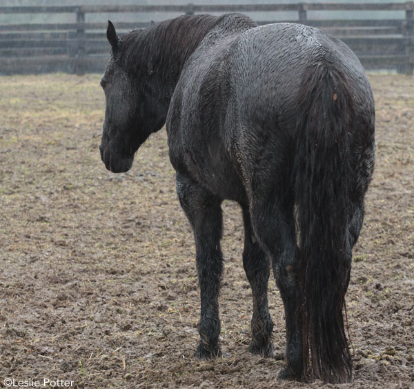 Horse in the mud