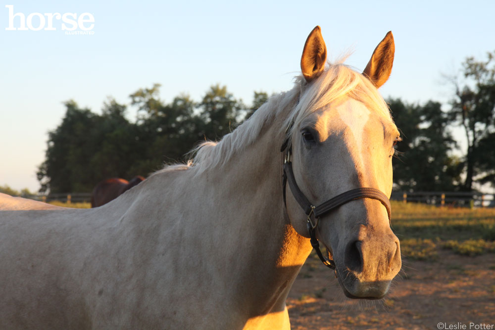 Palomino horse wearing a halter standing by a fence in late day sunlight